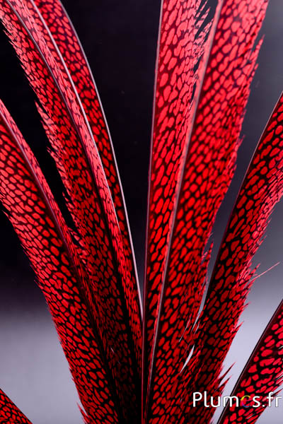 Faisan doré - 55-65 cm - rouge